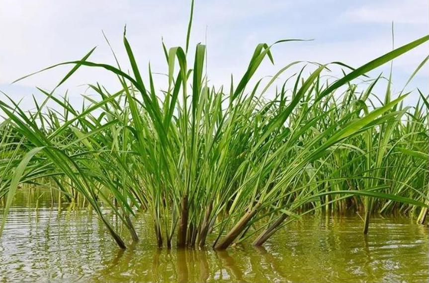 被中国人遗忘和淘汰了的“米弟米妹”，却被老外高价卖到了国内