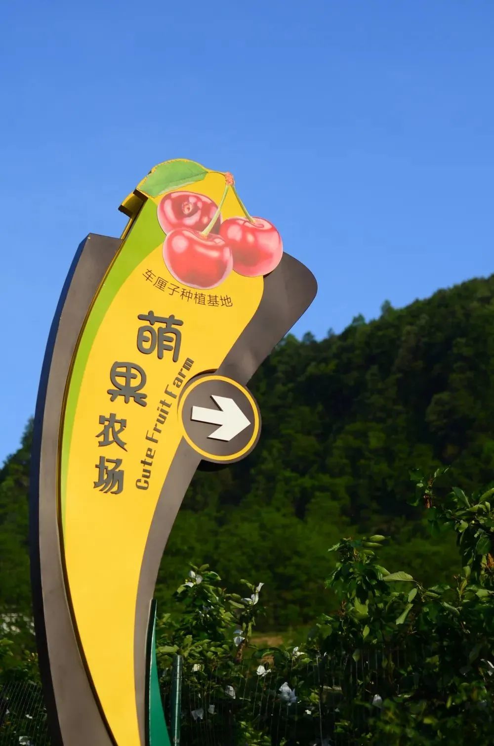 曾家山的车厘子红啦！绯红爆汁，口感min甜~