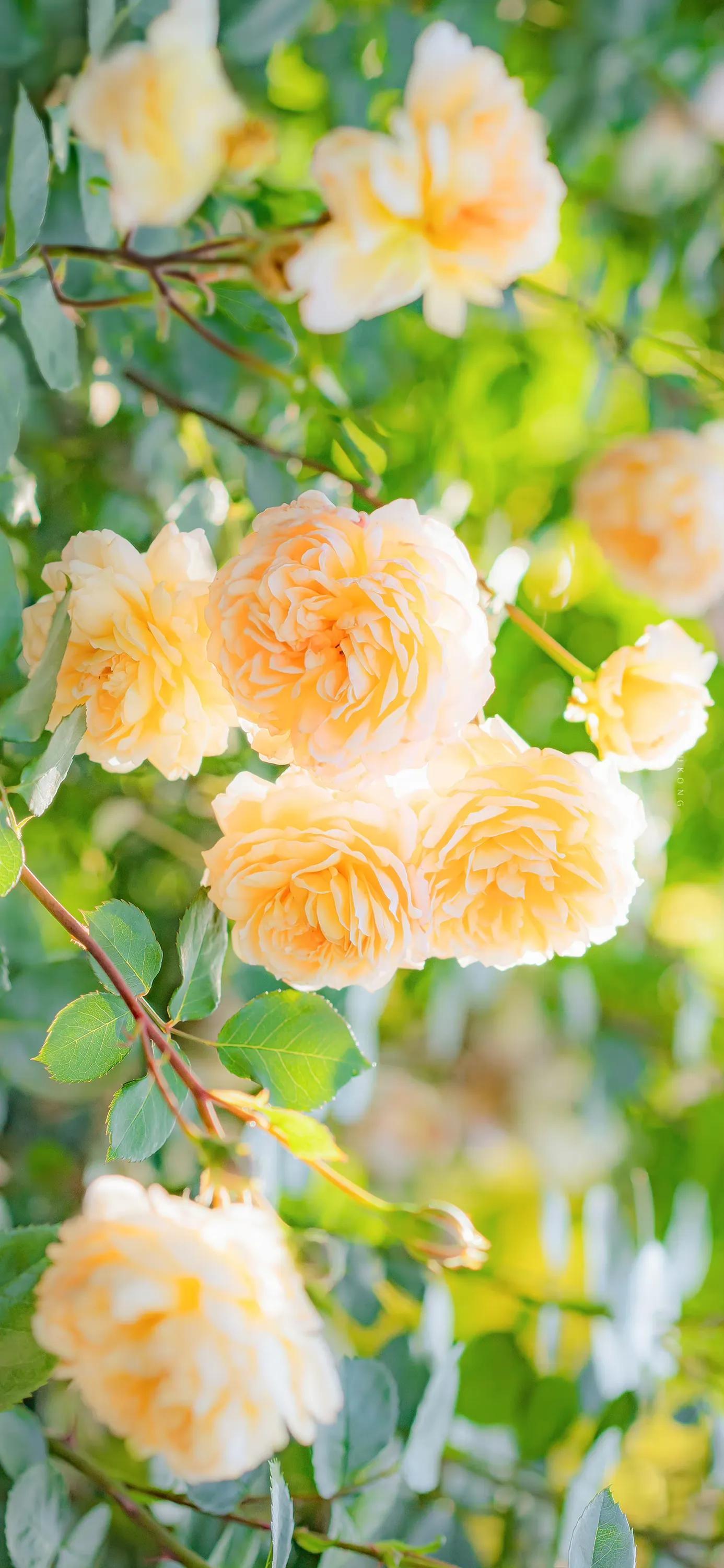 花朵壁纸高清全面屏,带花朵壁纸图片大全