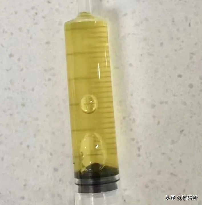 猫咪传腹治疗大概需要多少钱,猫咪疑似猫传腹但是饮食正常