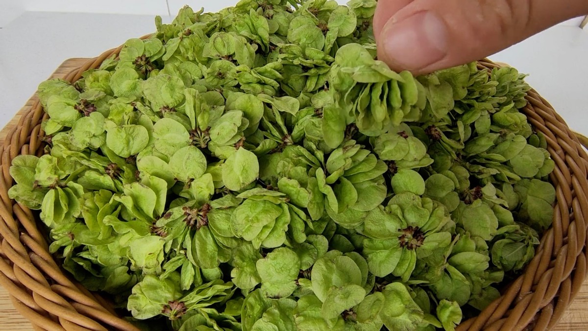 治失眠的蔬菜和水果,哪些蔬菜吃了可以治失眠