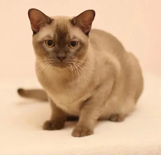 猫每天带你们认识不同品种的猫,猫咪品种知多少你都认识哪些猫