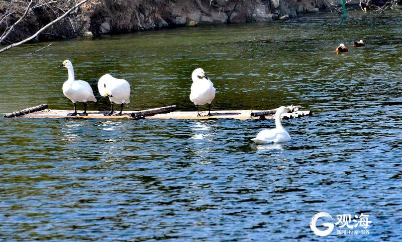 跟着十条乡村旅游主题线路，感受青岛版“向往的生活”