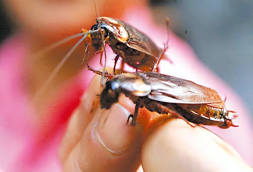 踩死的蟑螂怎么正确消灭最彻底,消灭蟑螂可以踩死吗