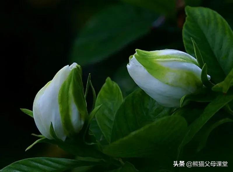 英语前置定语和后置定语,英语语法后置定语是什么