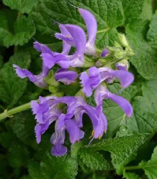 财神和月老吵架完整视频,财神和月老吵架完整版