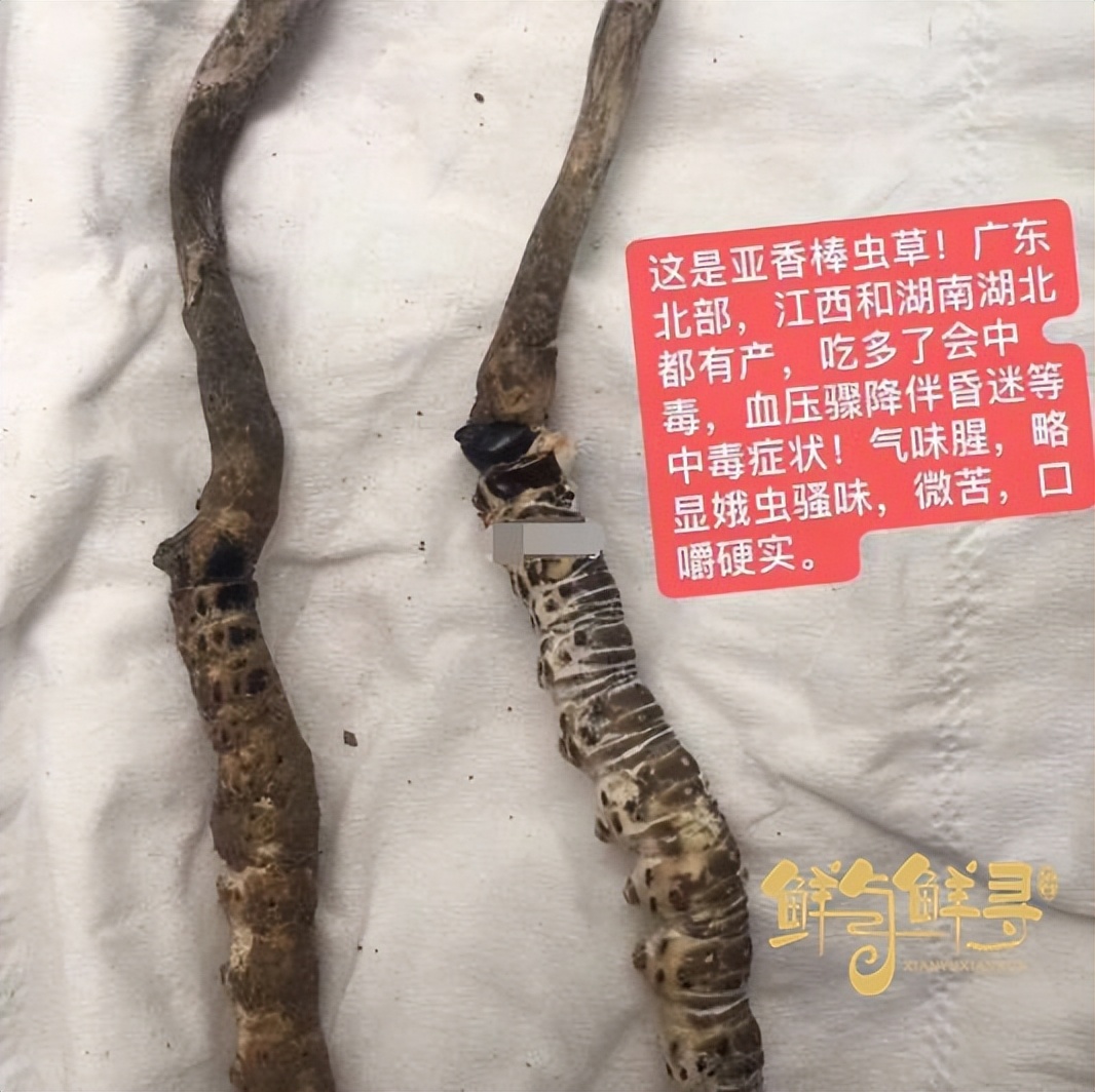 冬虫夏草假烟鉴别,怎样鉴别正宗冬虫夏草