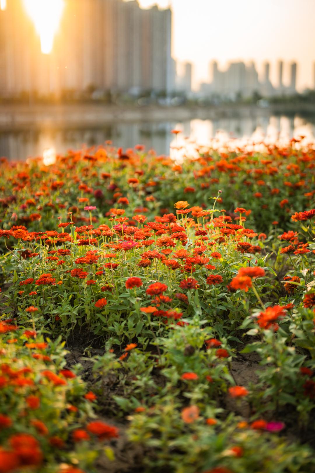姹夐槼瑙ｉ攣鎵嬫満瀵嗙爜璐圭敤,姹夐槼鑺辫矾