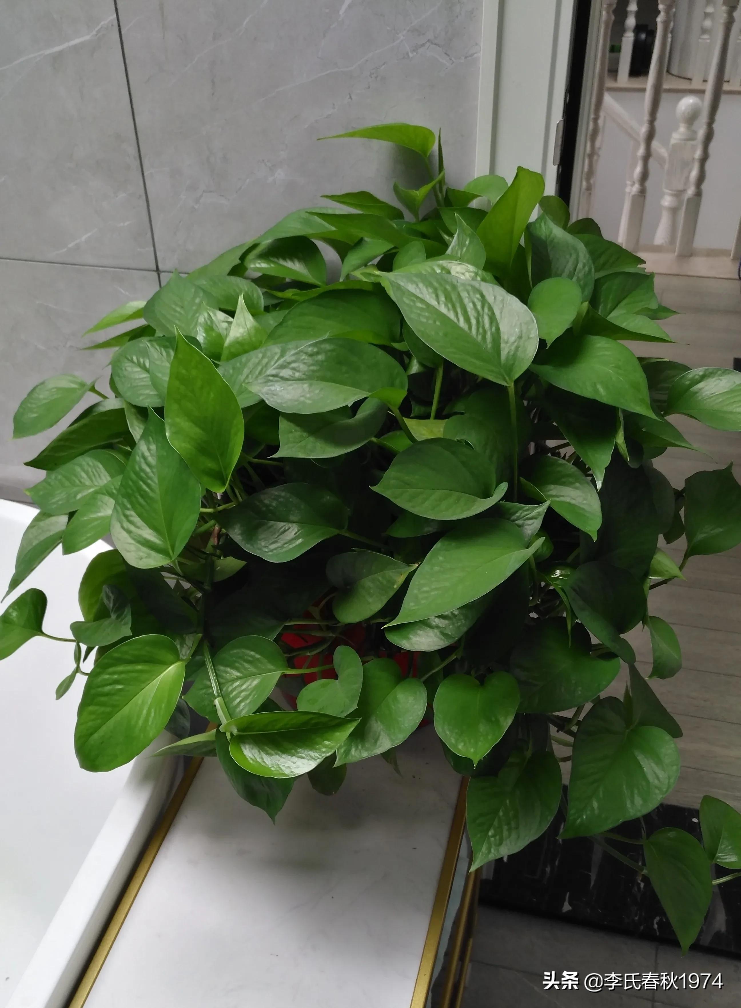 长藤绿萝绿植盆栽打理,绿植绿萝盆栽室内长藤客厅