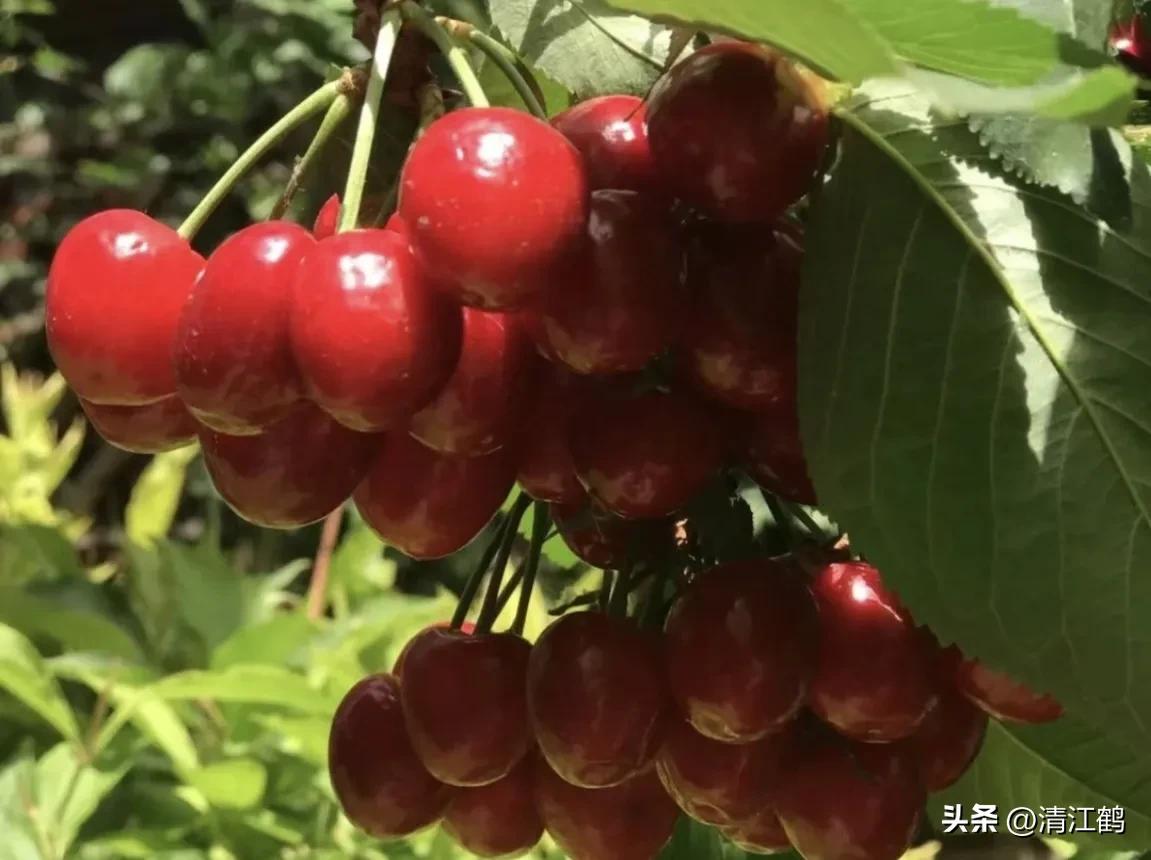 樱桃好吃树难栽完整故事,樱桃好吃树难栽家常版完整版