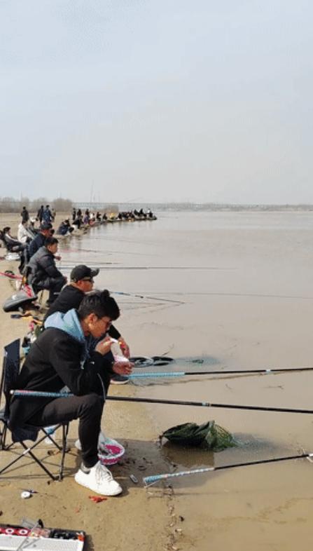 黄河鲤鱼泛滥成灾,黄河大鲤鱼泛滥