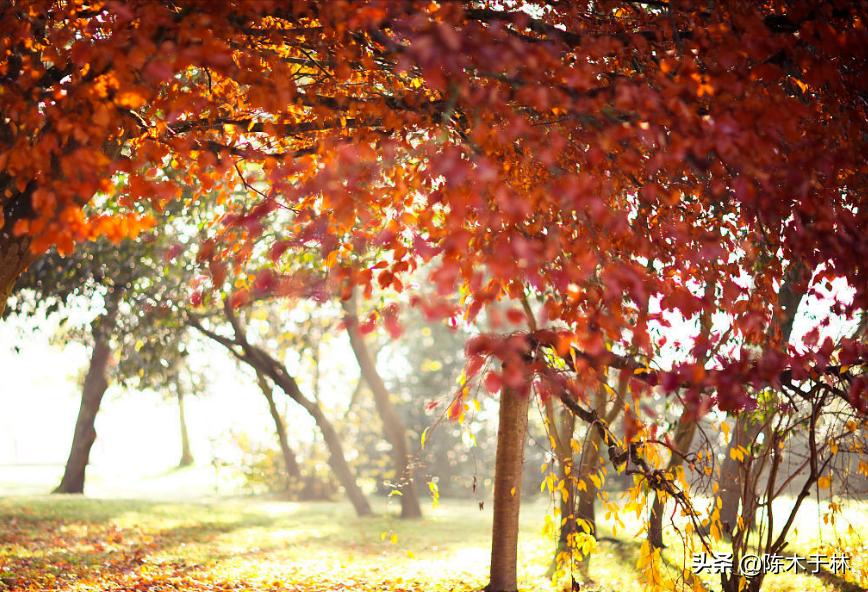 一“榉”成名天下知——榉木