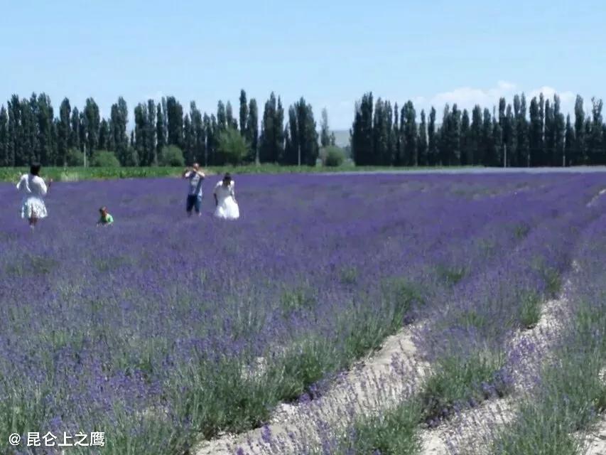 伊犁的薰衣草,伊犁的薰衣草是什么景点