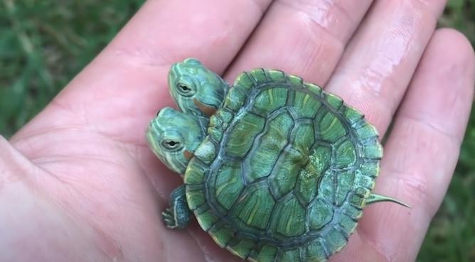 10种怪异的两个头动物,10种变异双头动物