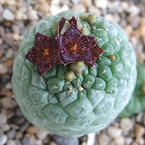 102个大类近500个多肉植物图片，都极其美丽，建议在家中也养一盆