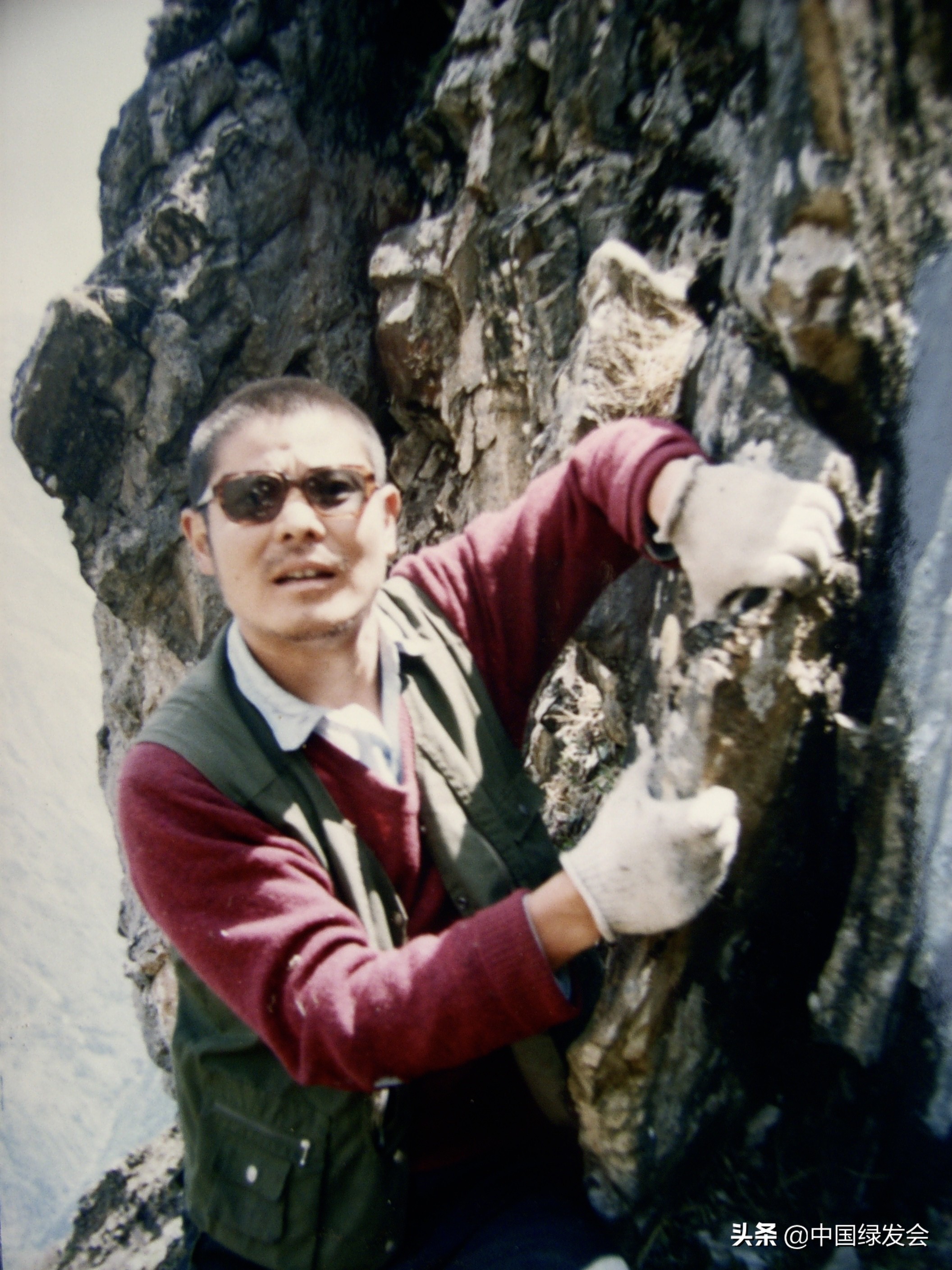 一次遇6只雄性,金属般光泽美不胜收|四川岷山无线电跟踪绿尾虹雉