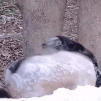 那些证明福宝是人的证据——毛皮大衣下是个小人精