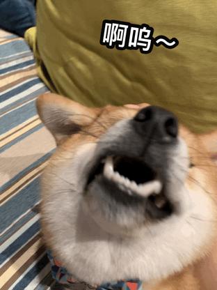 母狗的几个“缺点”，怪不得养过的人想换狗