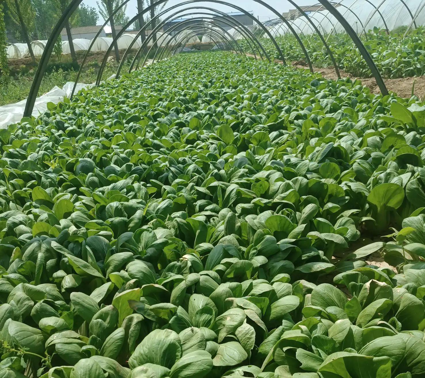 闲来无事荡秋千视频,山中荡秋千