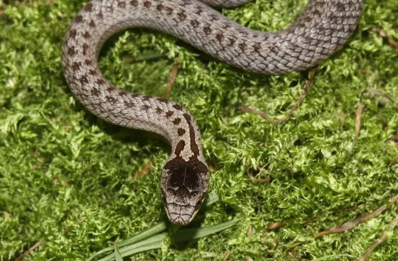 「原来欧洲有这么多种蛇？！」偷师卡塞尔的豢龙大师·下