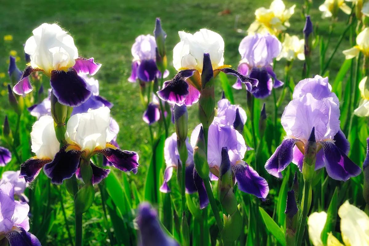 十大名花花卉,国画花卉图片大全