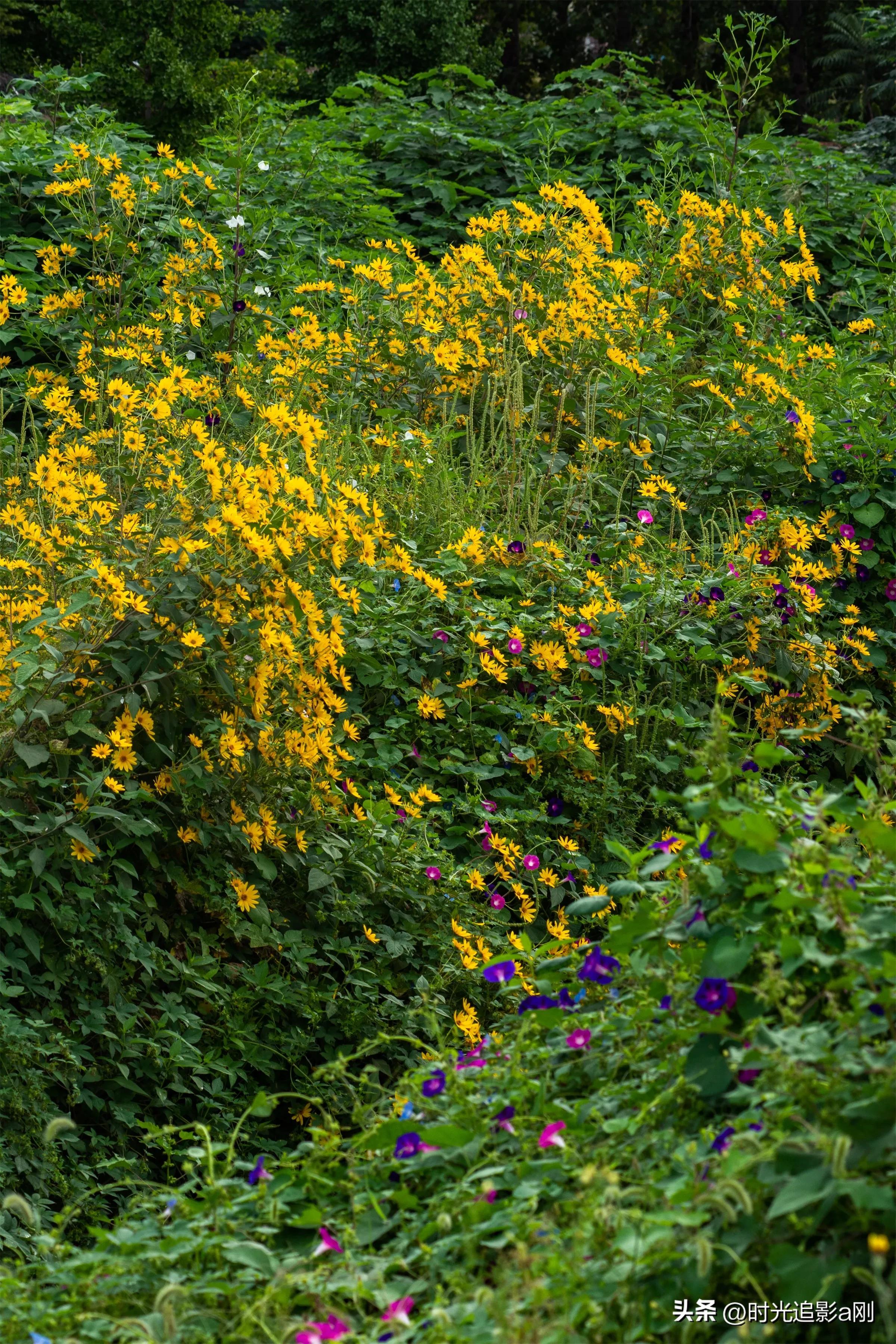 蓝眼菊的花语,七彩菊花语和寓意