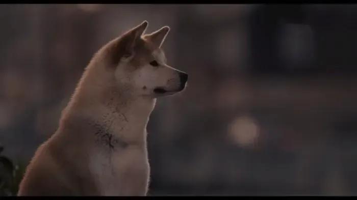 严禁虐待猫狗,禁止虐待猫狗