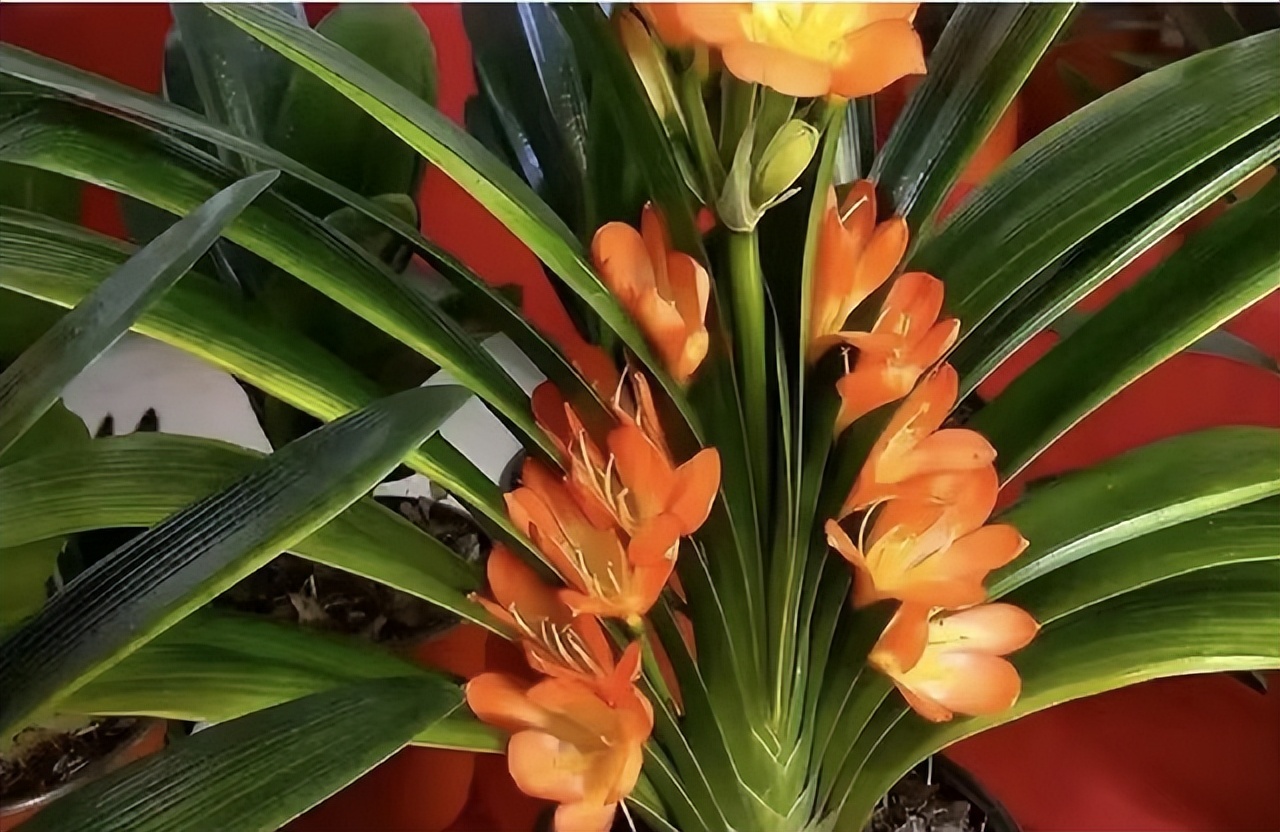 寓意吉利的花有哪些,哪一种花寓意带来好运