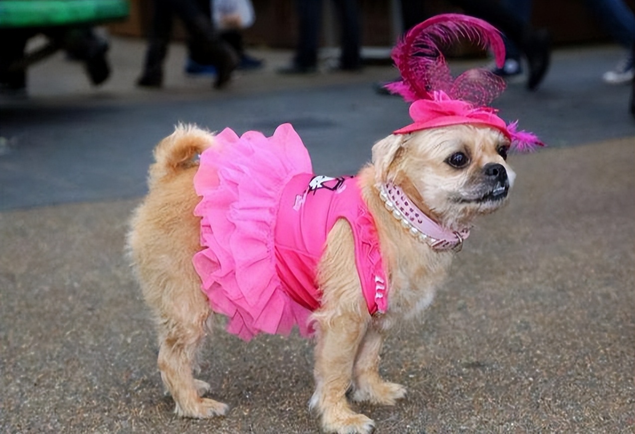 千万别对狗狗做这样的事,不要对狗狗做的14件事