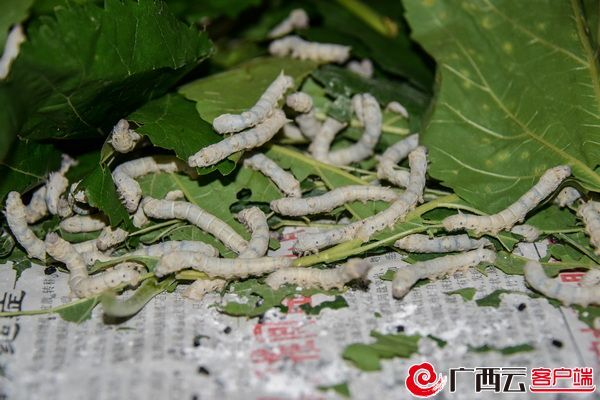 能人返乡创业带领乡邻致富,能人创业致富