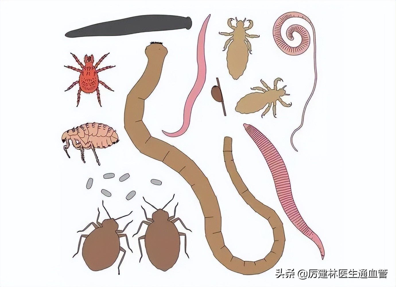 宝塔糖除了除虫还可以干嘛,宝塔糖除虫的药七十年代