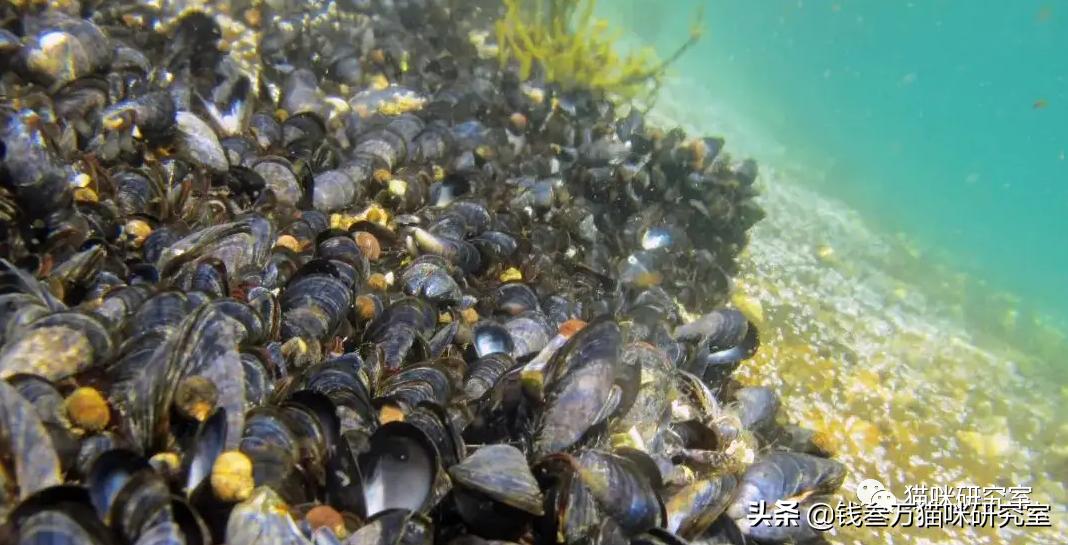 智利贻贝与新西兰青口贝,专门忽悠男人的智商税产品