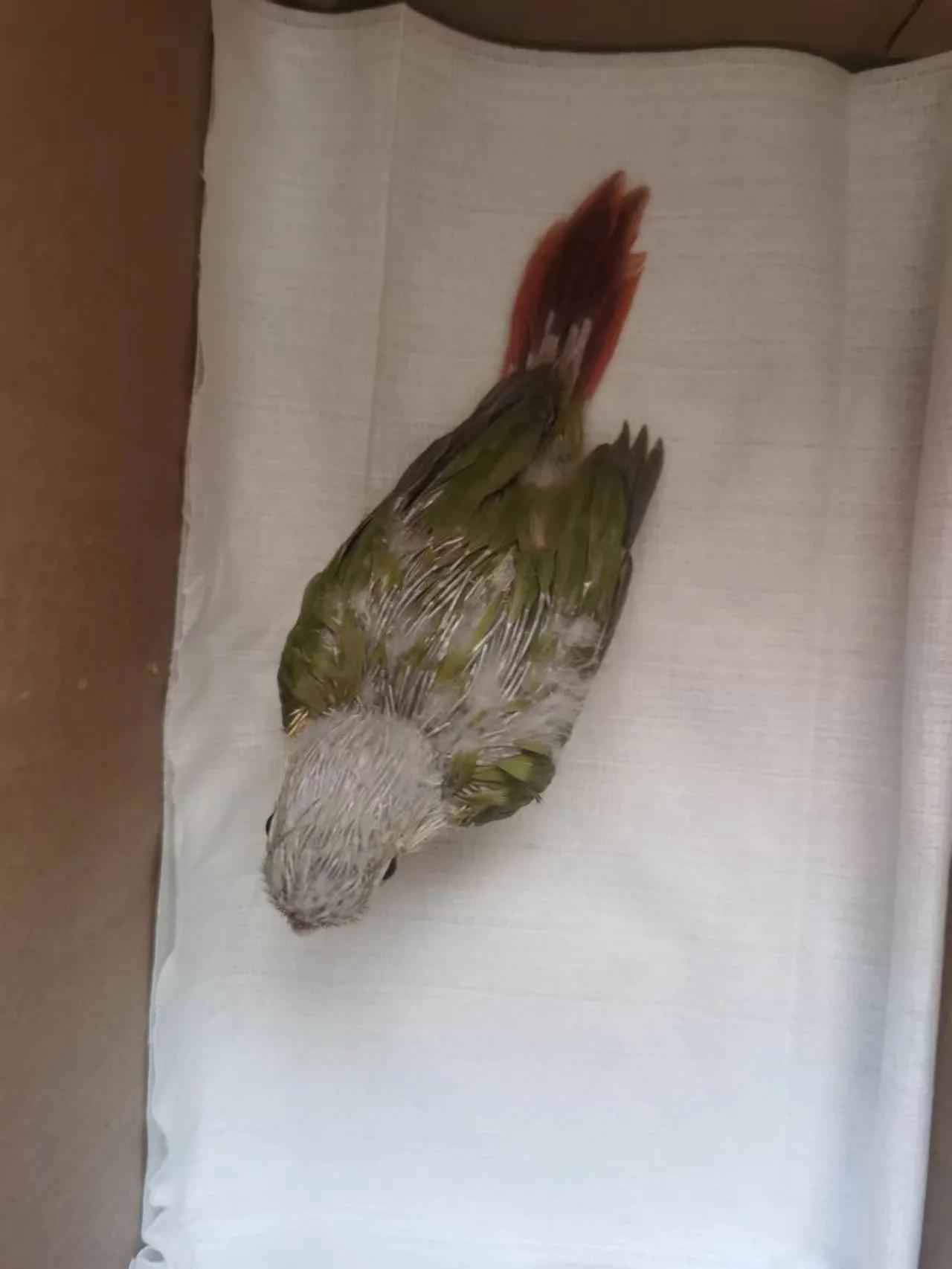 鹦鹉太粘人是什么感觉,怎么养鹦鹉粘手