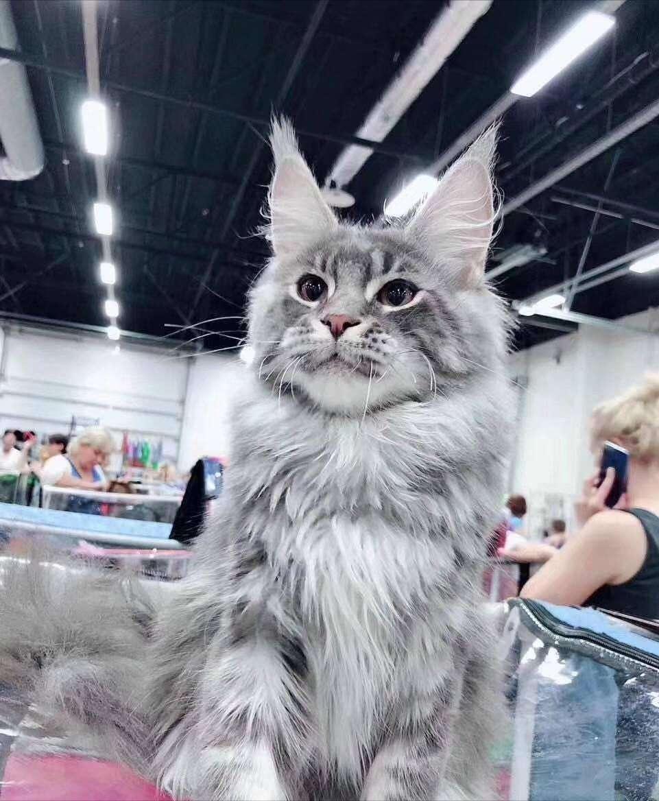 养缅因的缺点,不养缅因猫的6个理由太可怕了