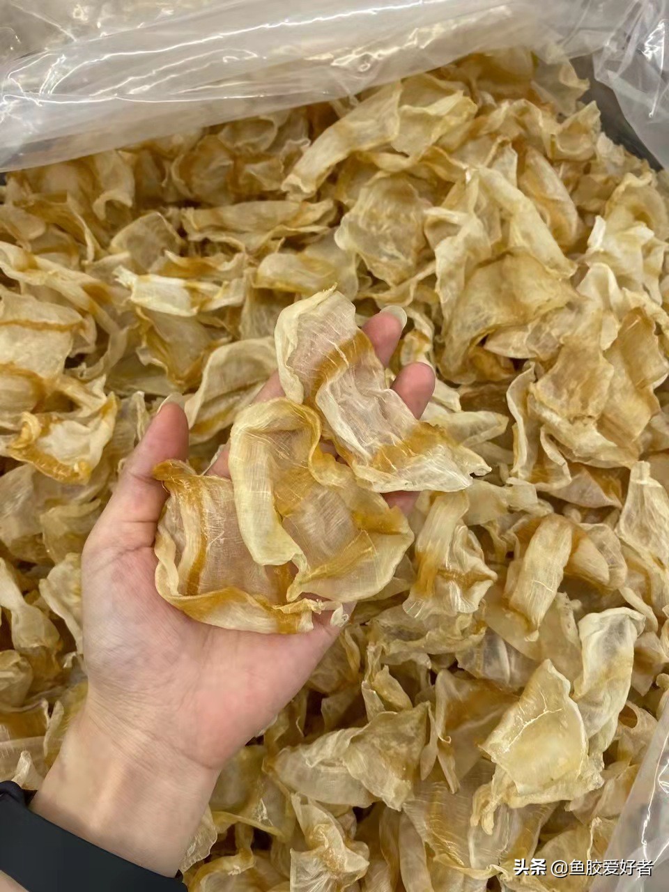 最全鱼胶品种大全,值得收藏的鱼胶品种