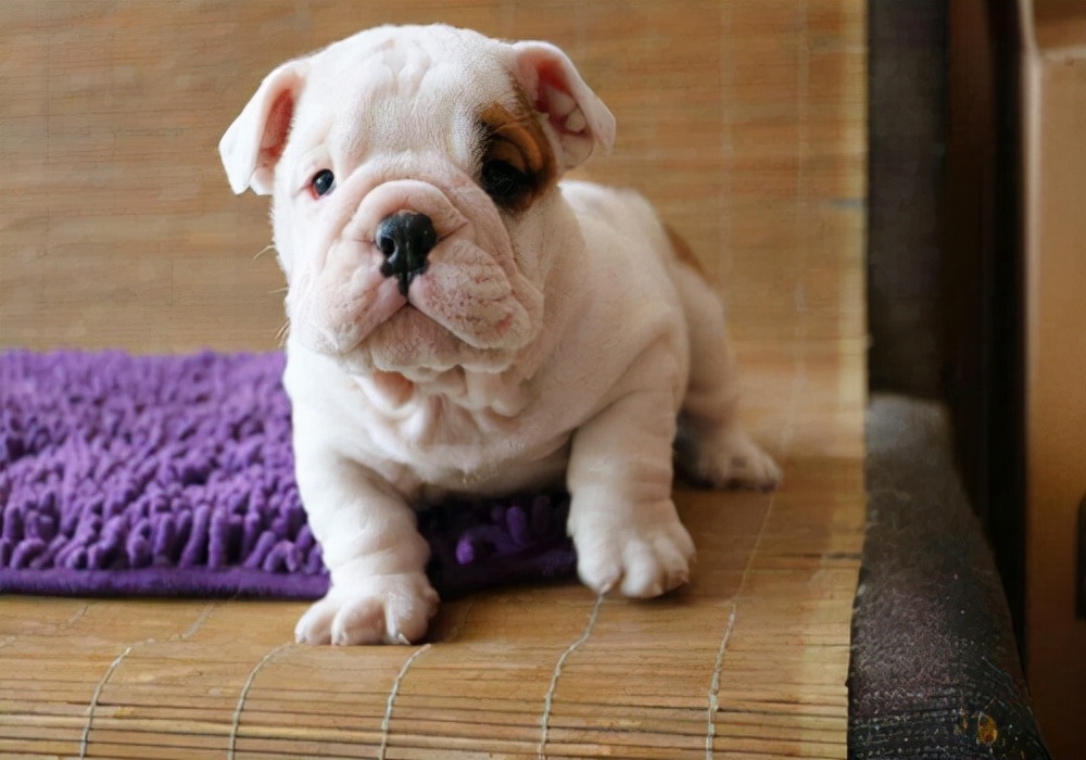 狗狗常识在线咨询,狗狗尿血是怎么回事用什么药治疗