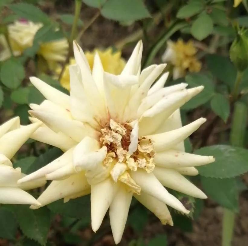 月季品种醉花,月季品种大全及图片欣赏