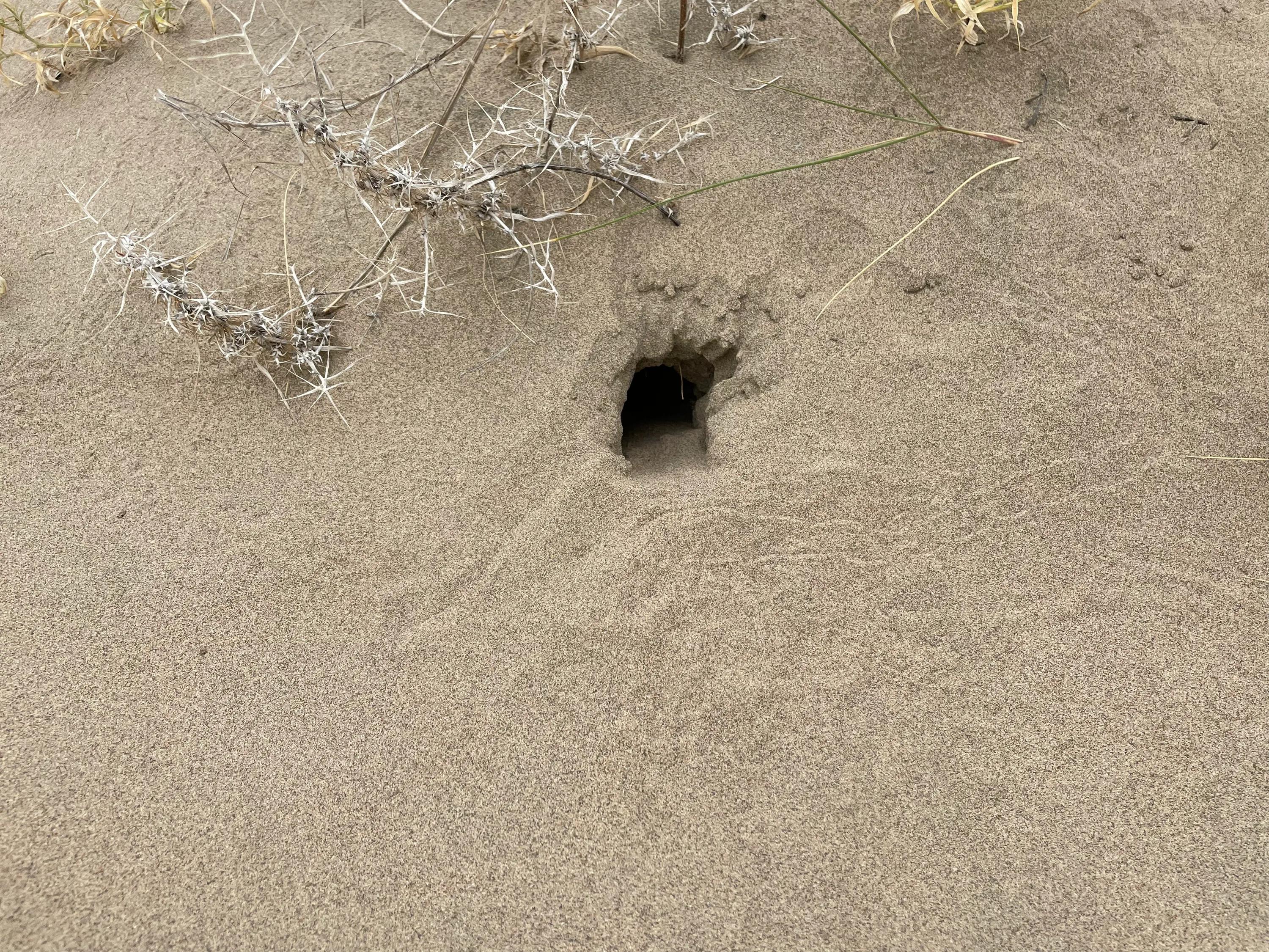 暑期第七天：博乐体验民风俗今日家访蒙古族