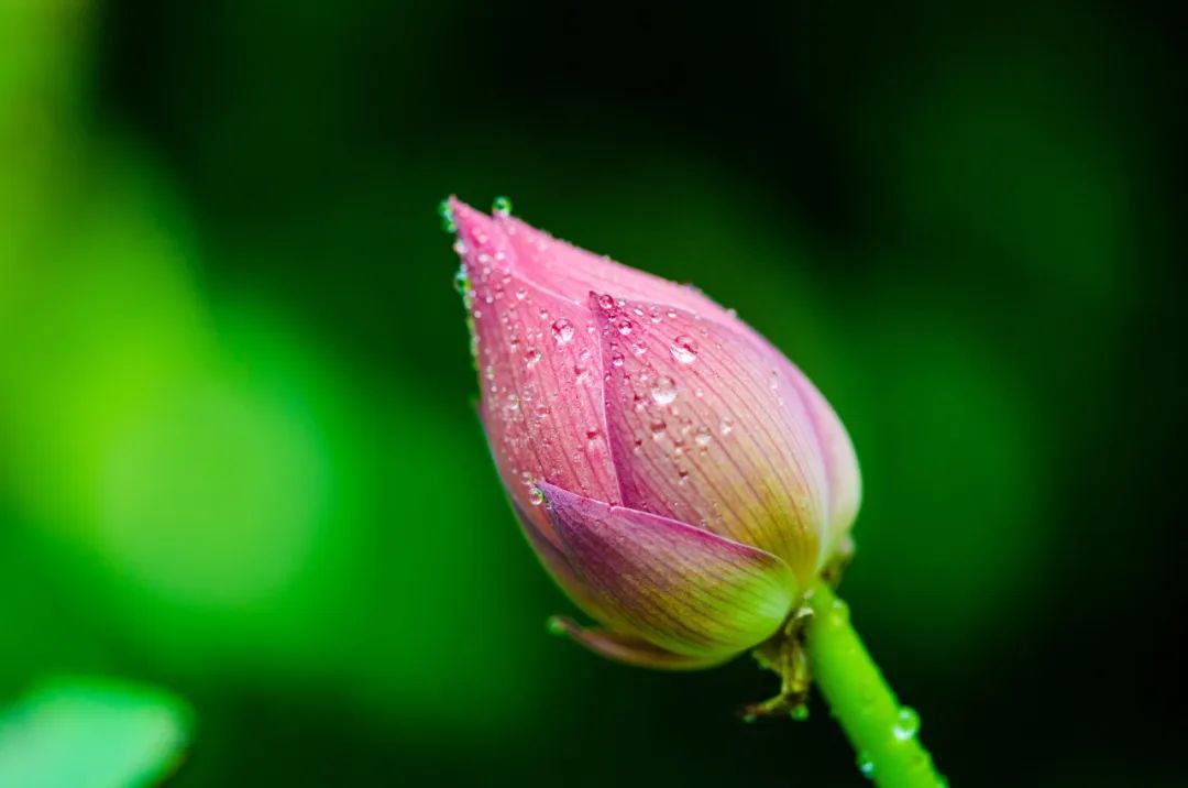 五首最美荷花诗词送你清凉一夏,30首荷花诗词唯美整个夏天