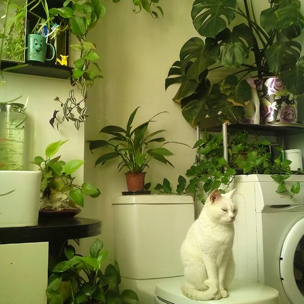 卫生间除异味最好的花,能养在卫生间去异味的花