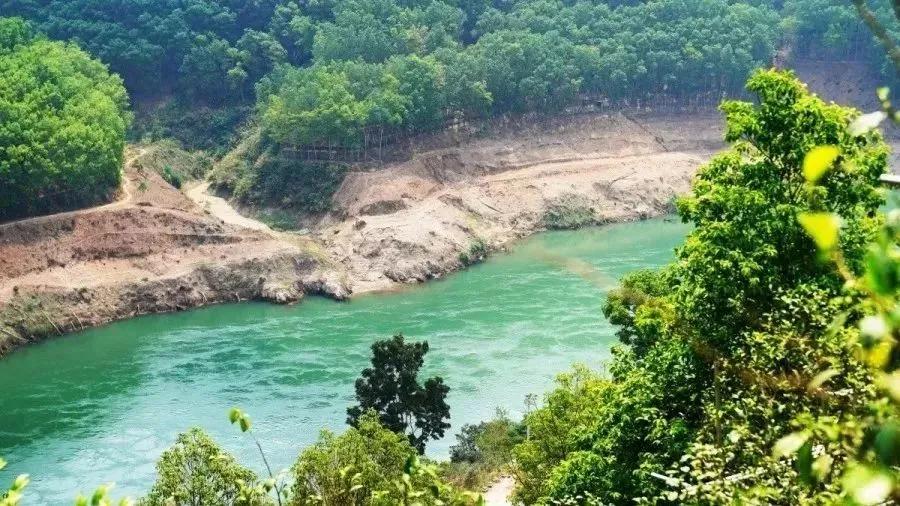 品鉴忙碌昔归古树茶,近距离体验冰岛昔归古树茶