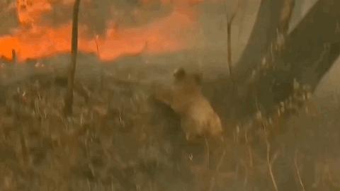 极端高温,灾难的开始…该如何拯救