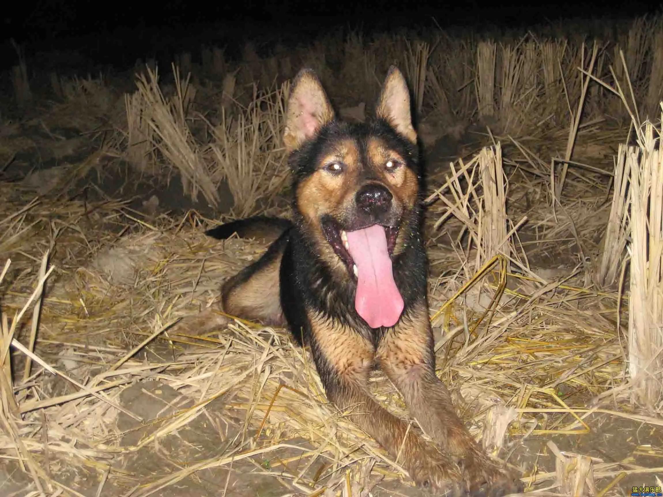 姑父在大兴安岭种木耳的故事被老虎“舔一口”会怎么样？