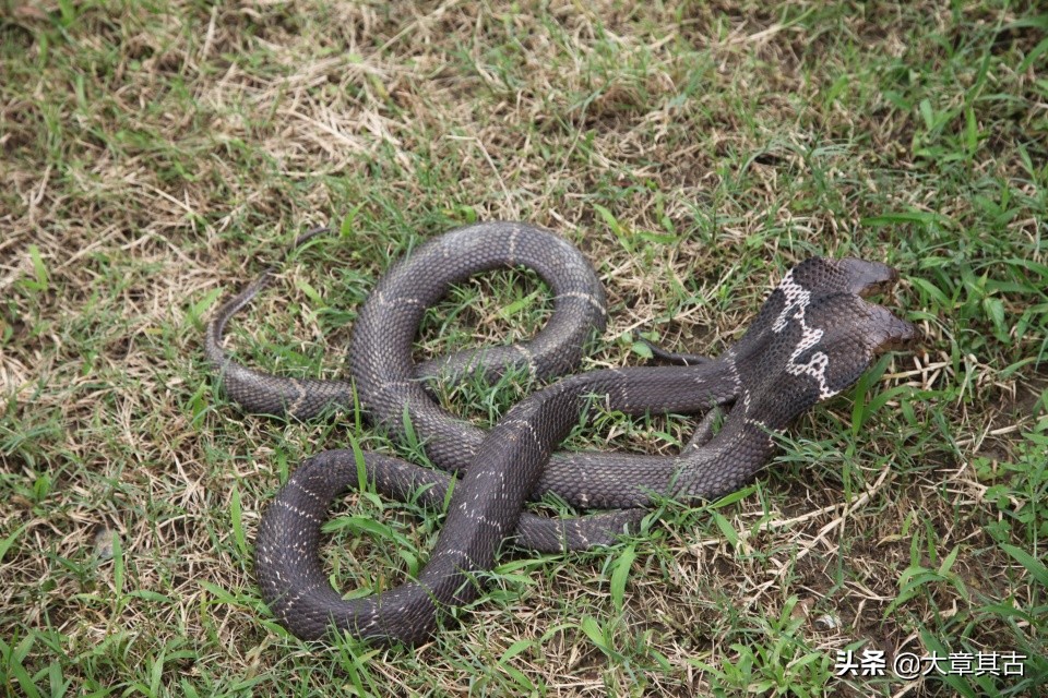 中国毒蛇排行榜舟山眼镜蛇,中国剧毒蛇科普