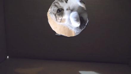 不小心搞掉猫咪胡须,猫咪的胡子可以稍微剪掉一点点嘛