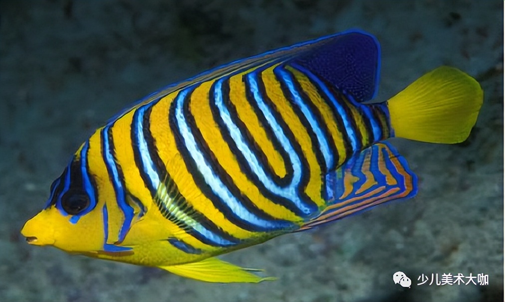 深海鱼群美术课件,深海里的鱼群美术教案