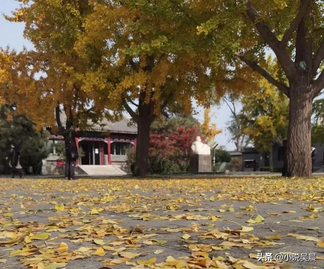 鲁博的猫与《猫人》后记