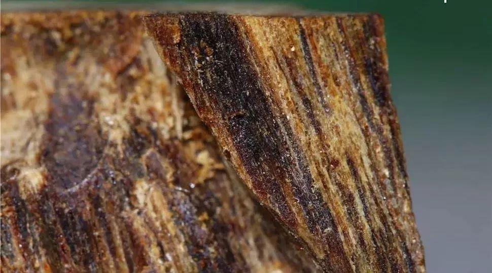 沉香是世界上最有价值的木材,世界上最贵一公斤木材