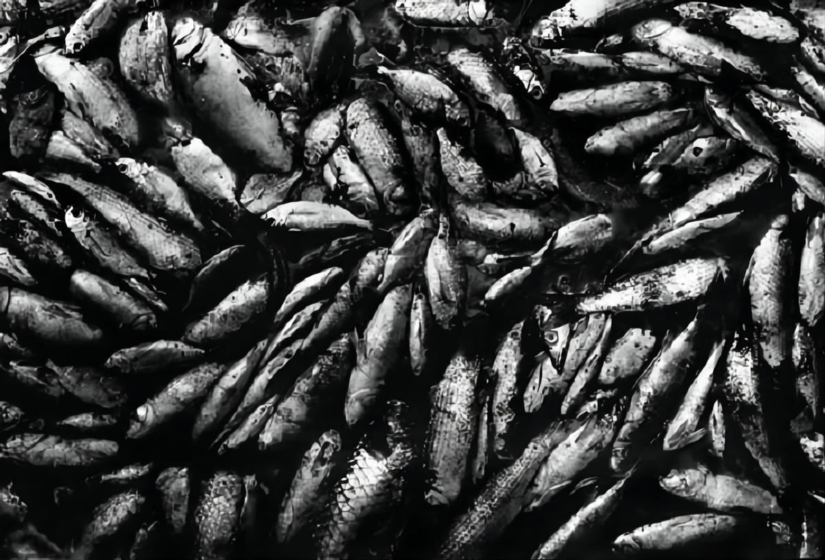 日本猫跳海,日本猫跳海事件