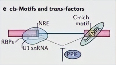 nature最新论文,nature论文最新发现